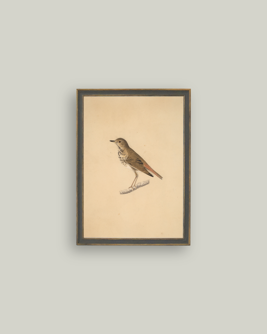 Bird