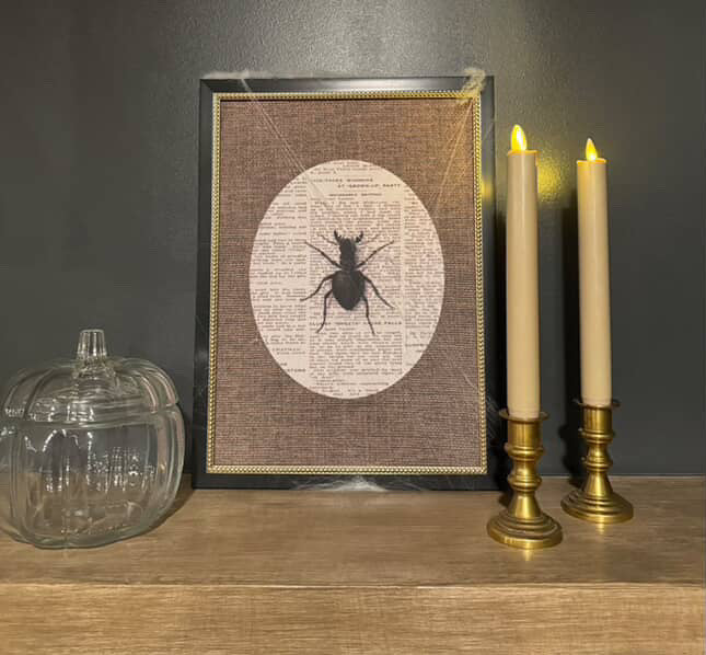 Stag Beetle