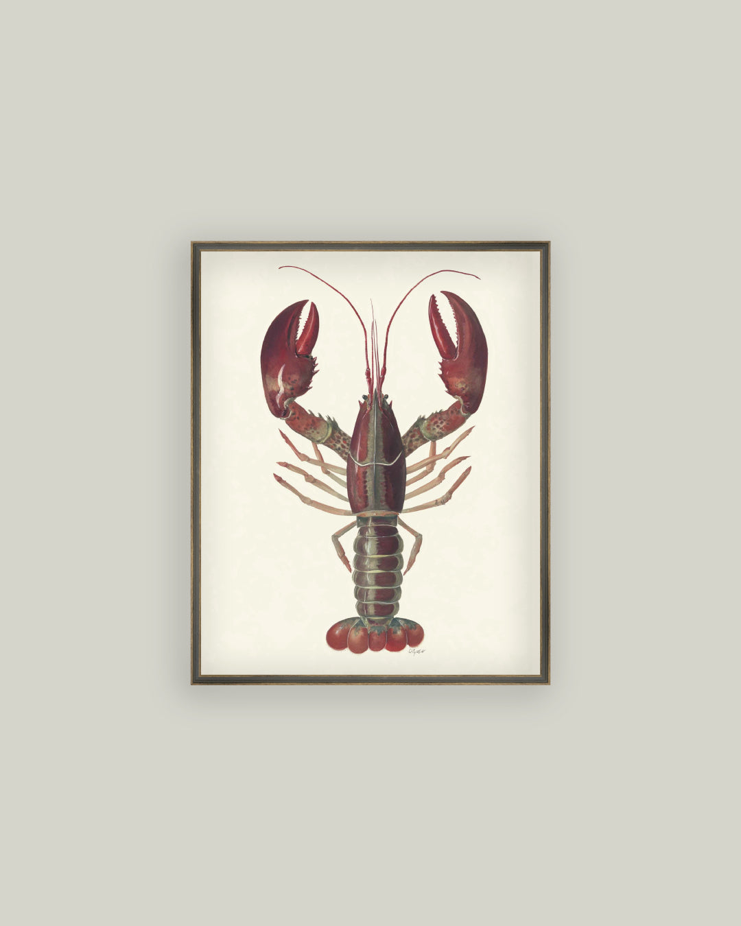 American Lobster
