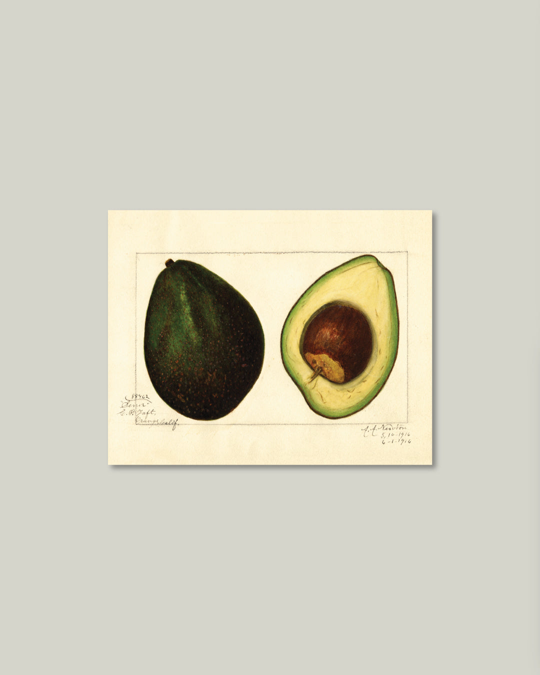 Avocado Artist Board