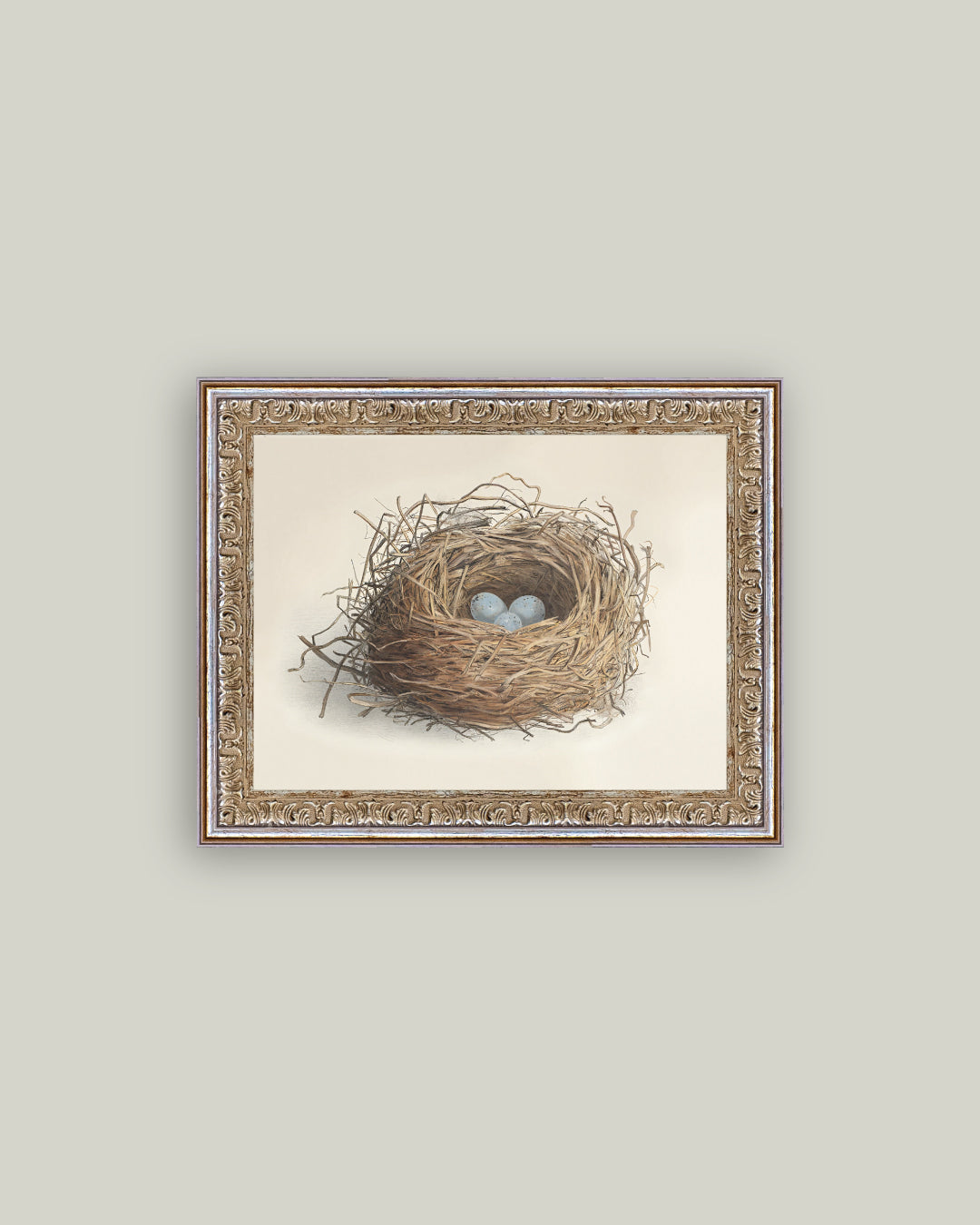 Blue Eggs in a Nest