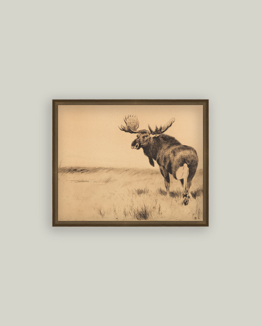 Bull Moose