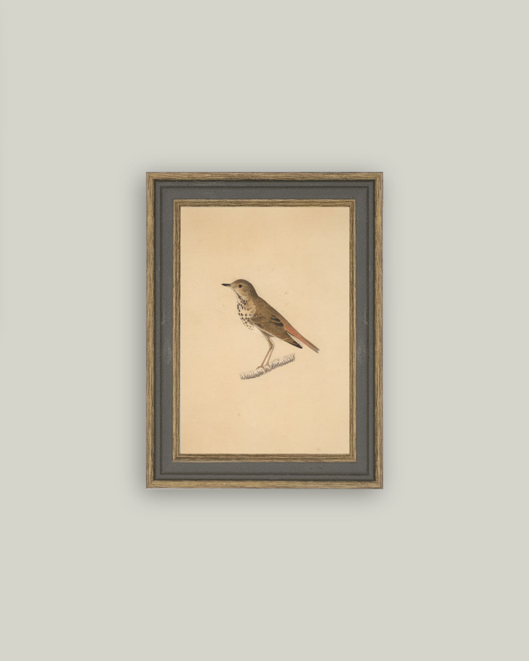 Bird