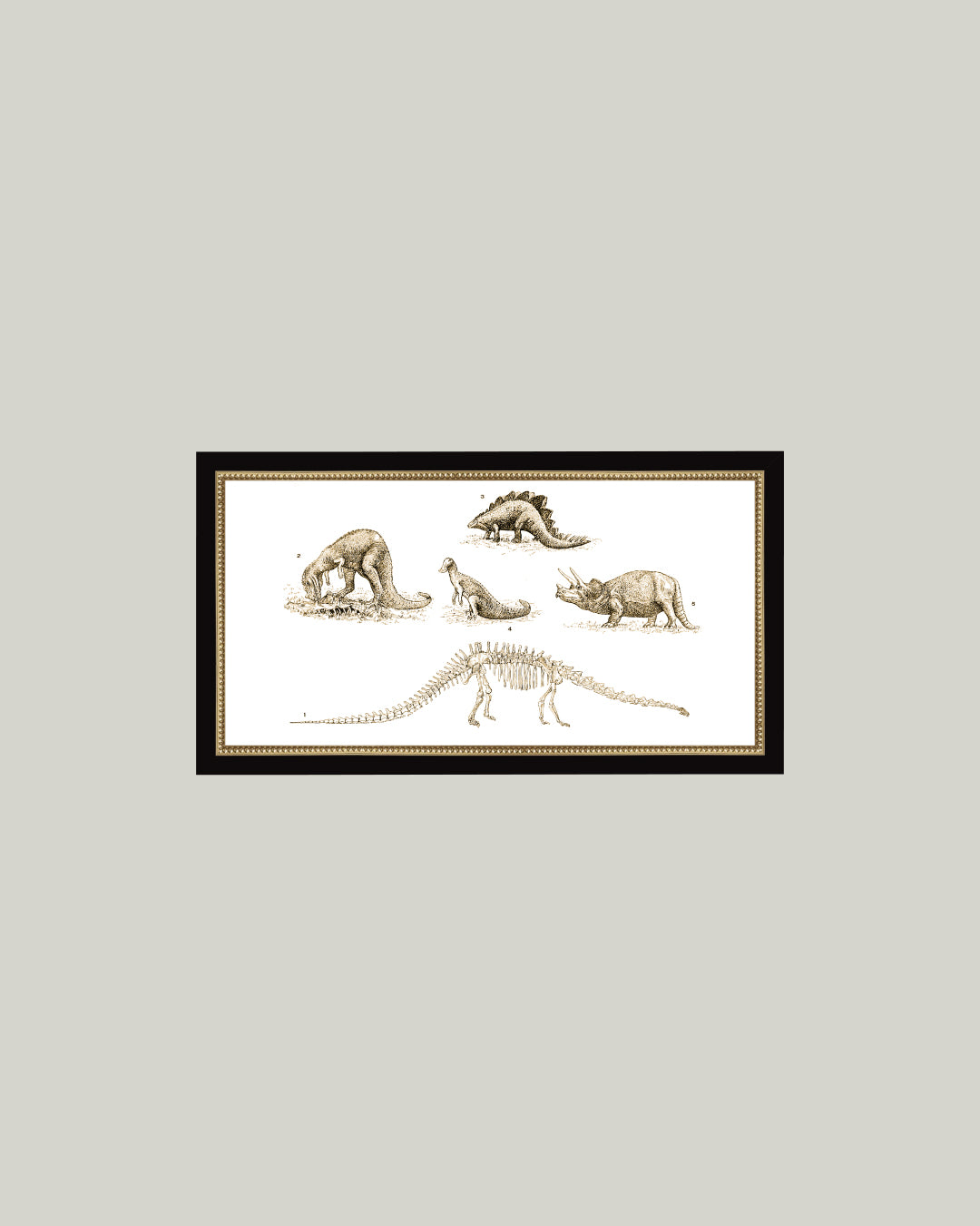 Dinosaur Discoveries