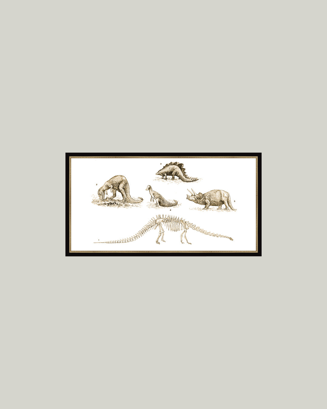 Dinosaur Discoveries