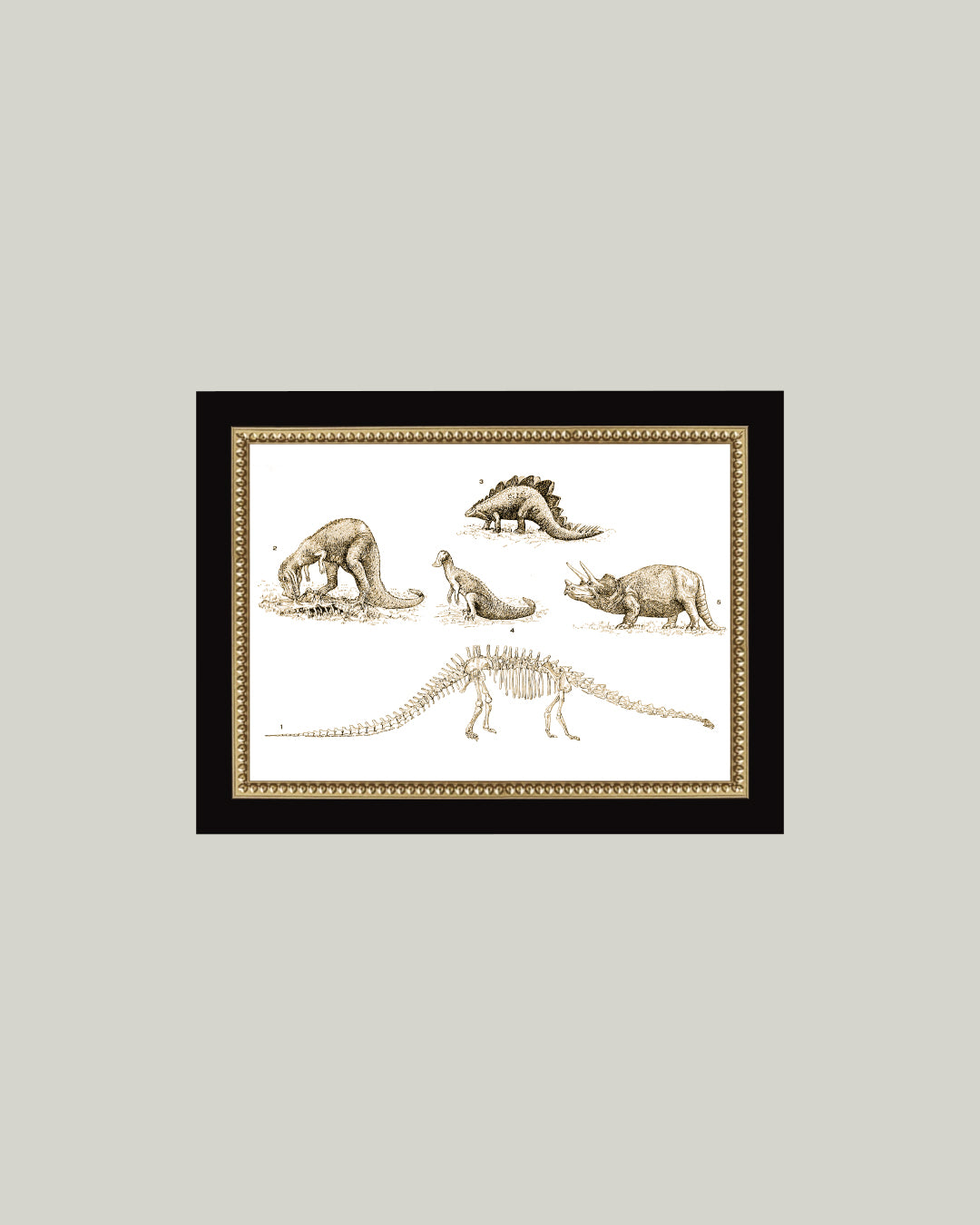 Dinosaur Discoveries