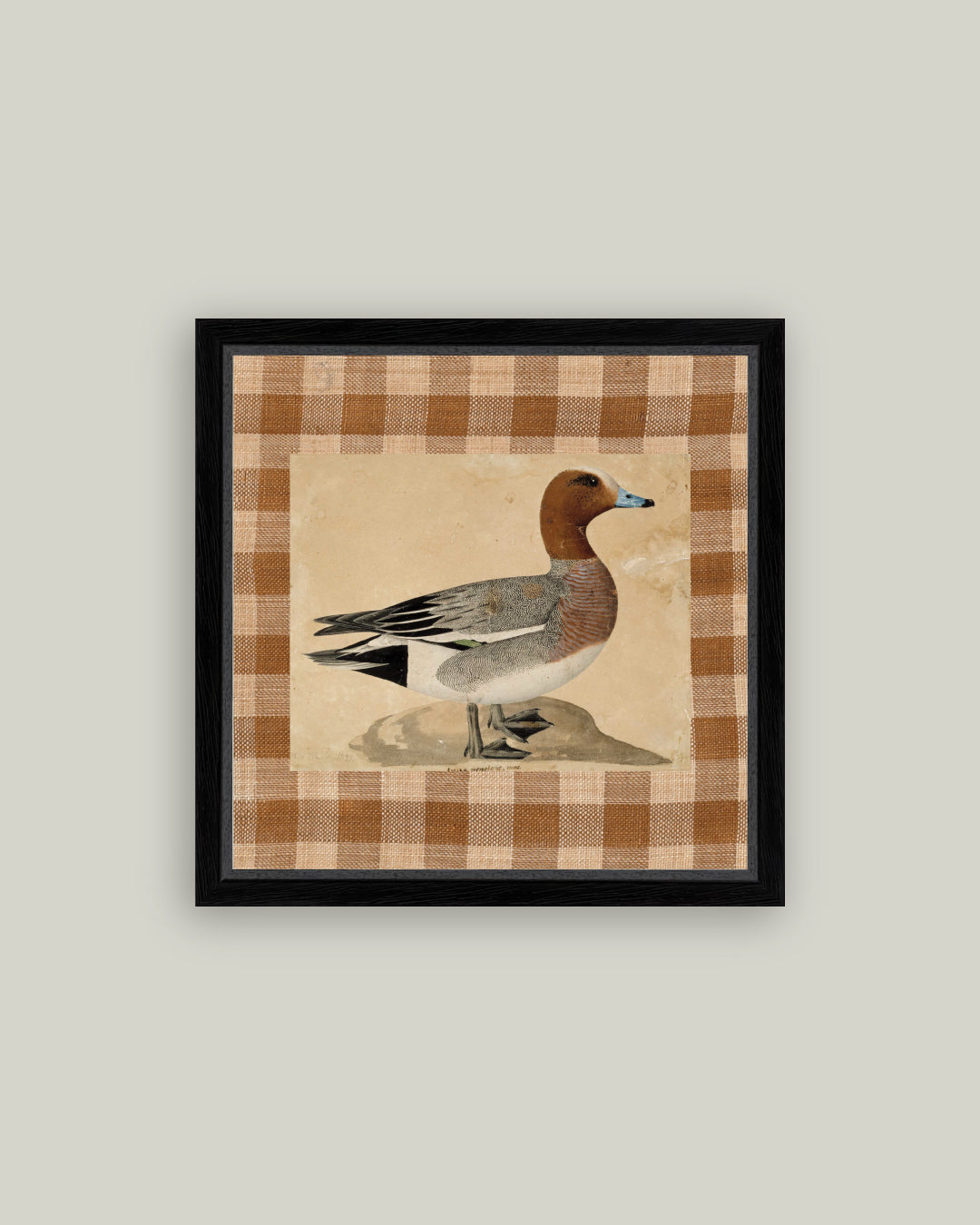 Eurasian Wigeon