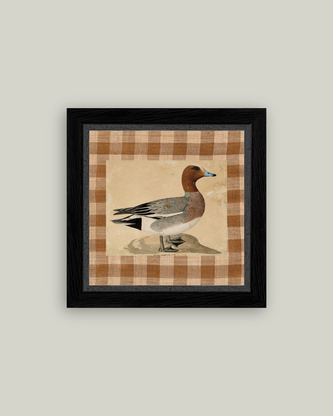 Eurasian Wigeon
