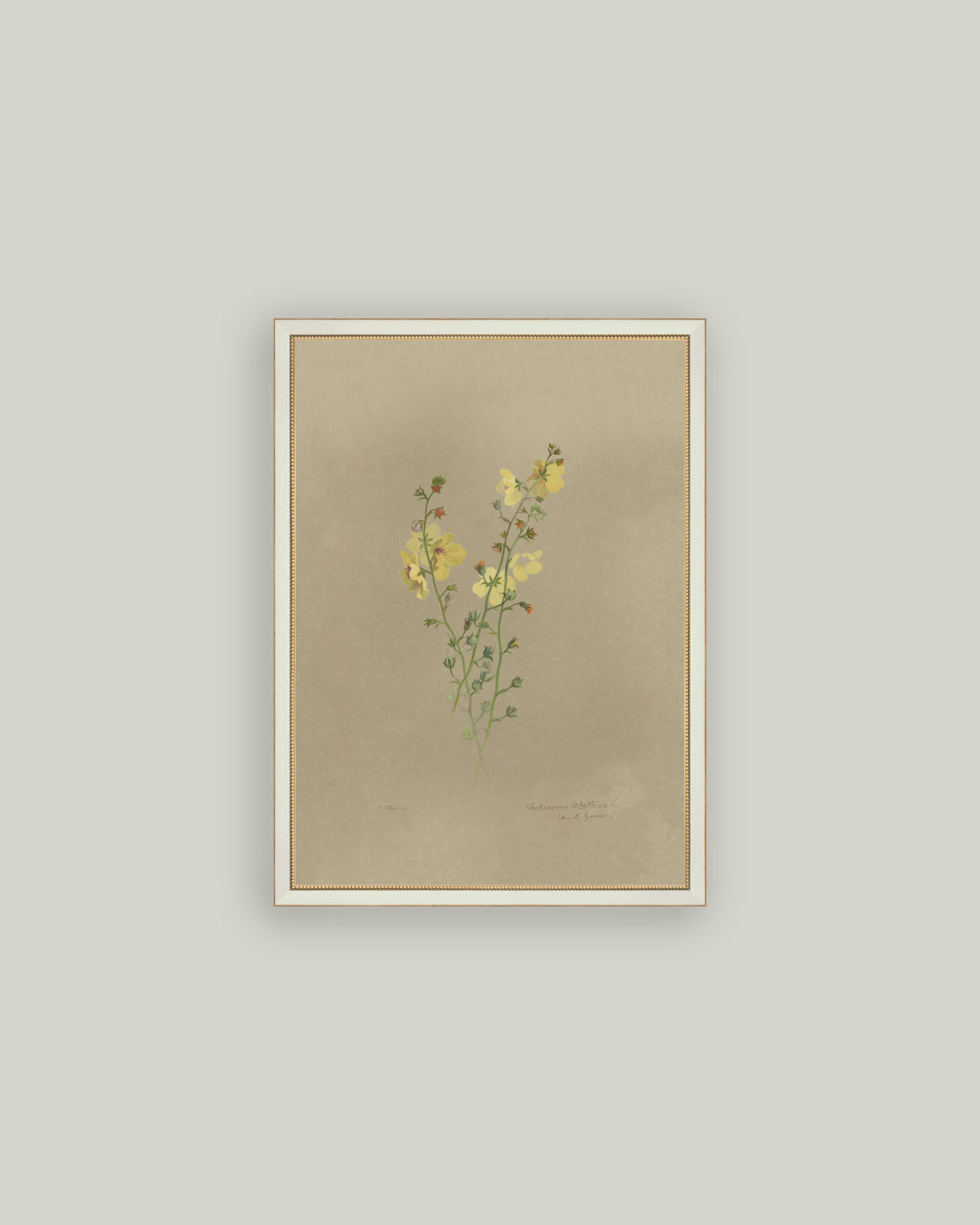 Flowering Yellow Plant