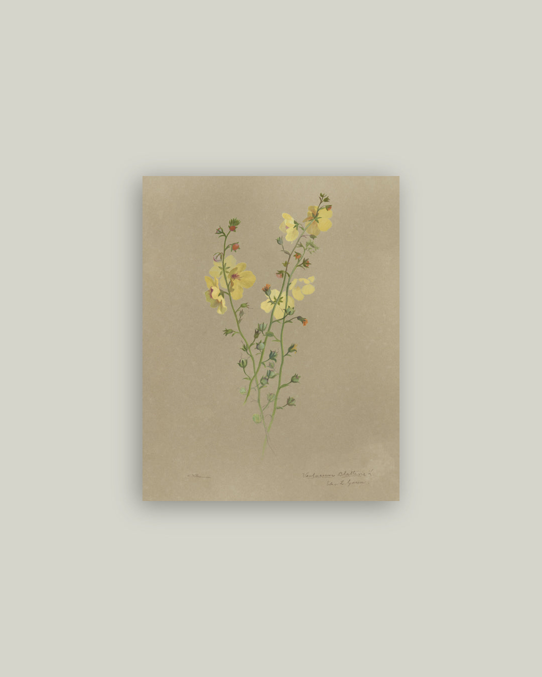 Flowering Yellow Plant Artist Board