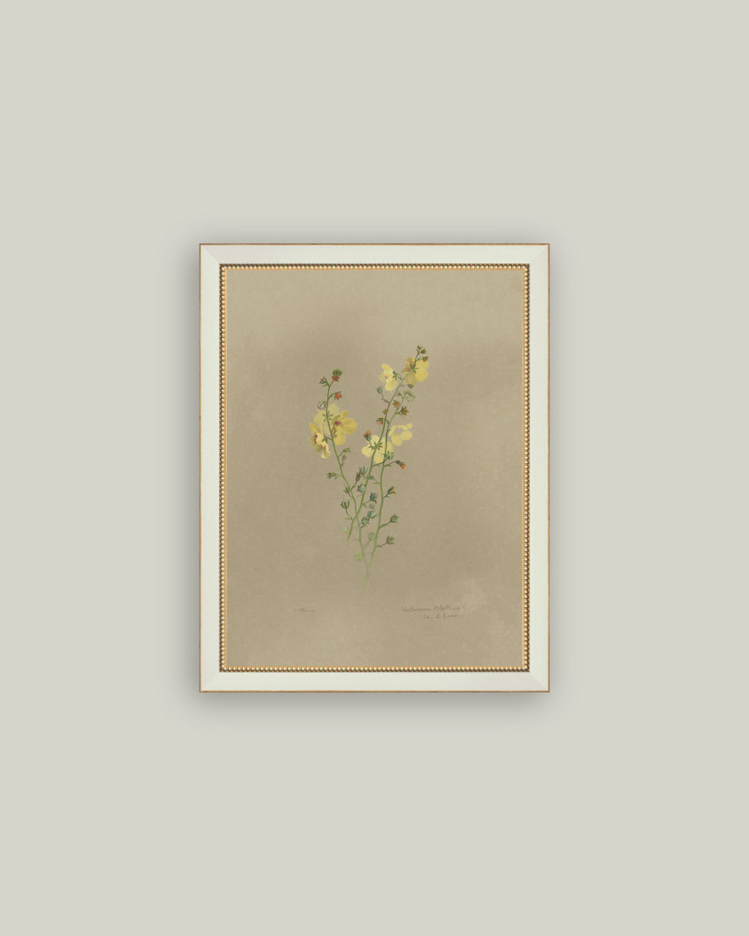 Flowering Yellow Plant