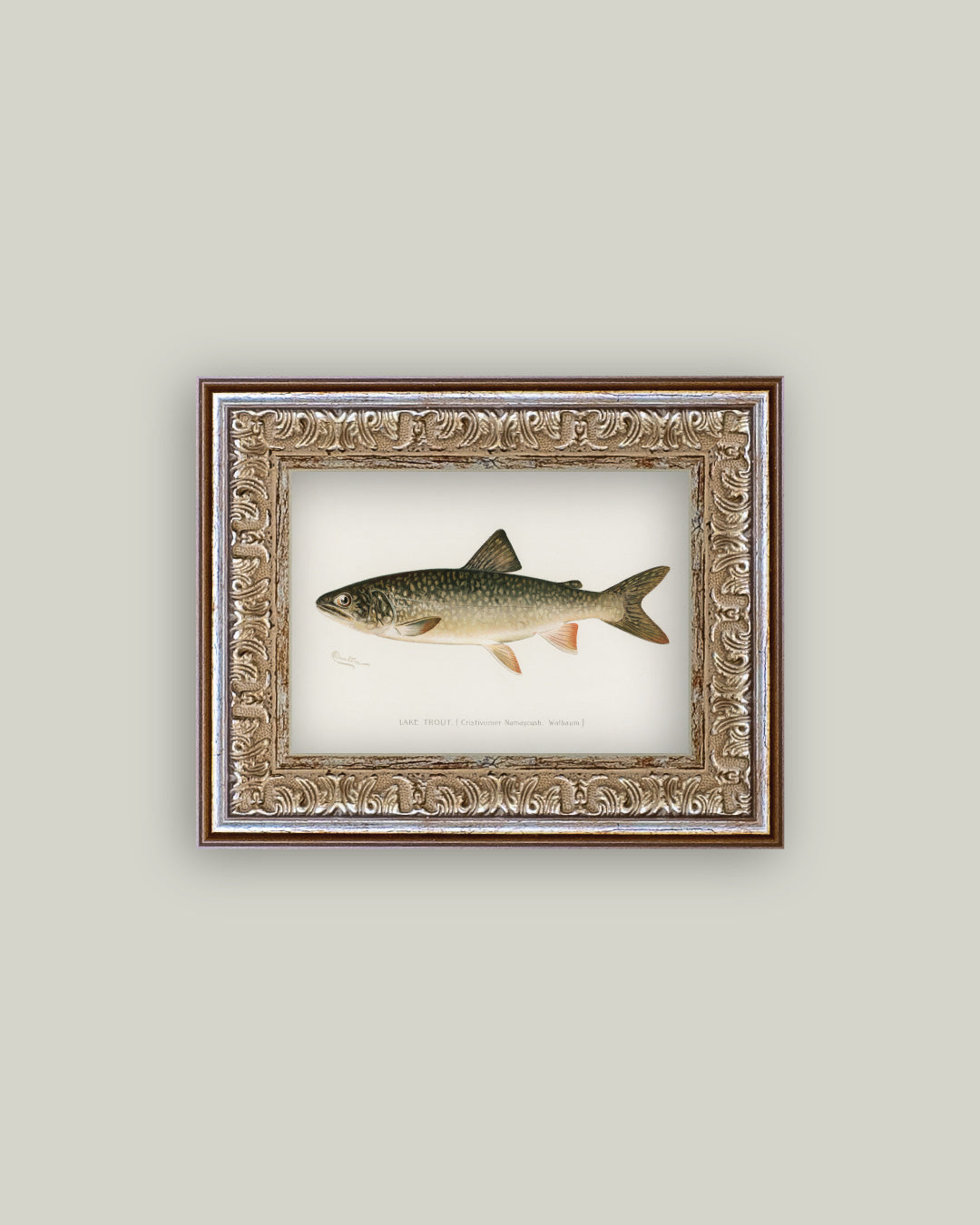 Lake Trout