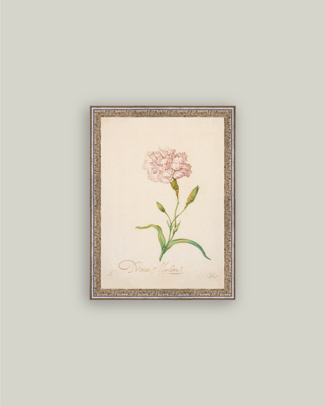 Pink Carnation
