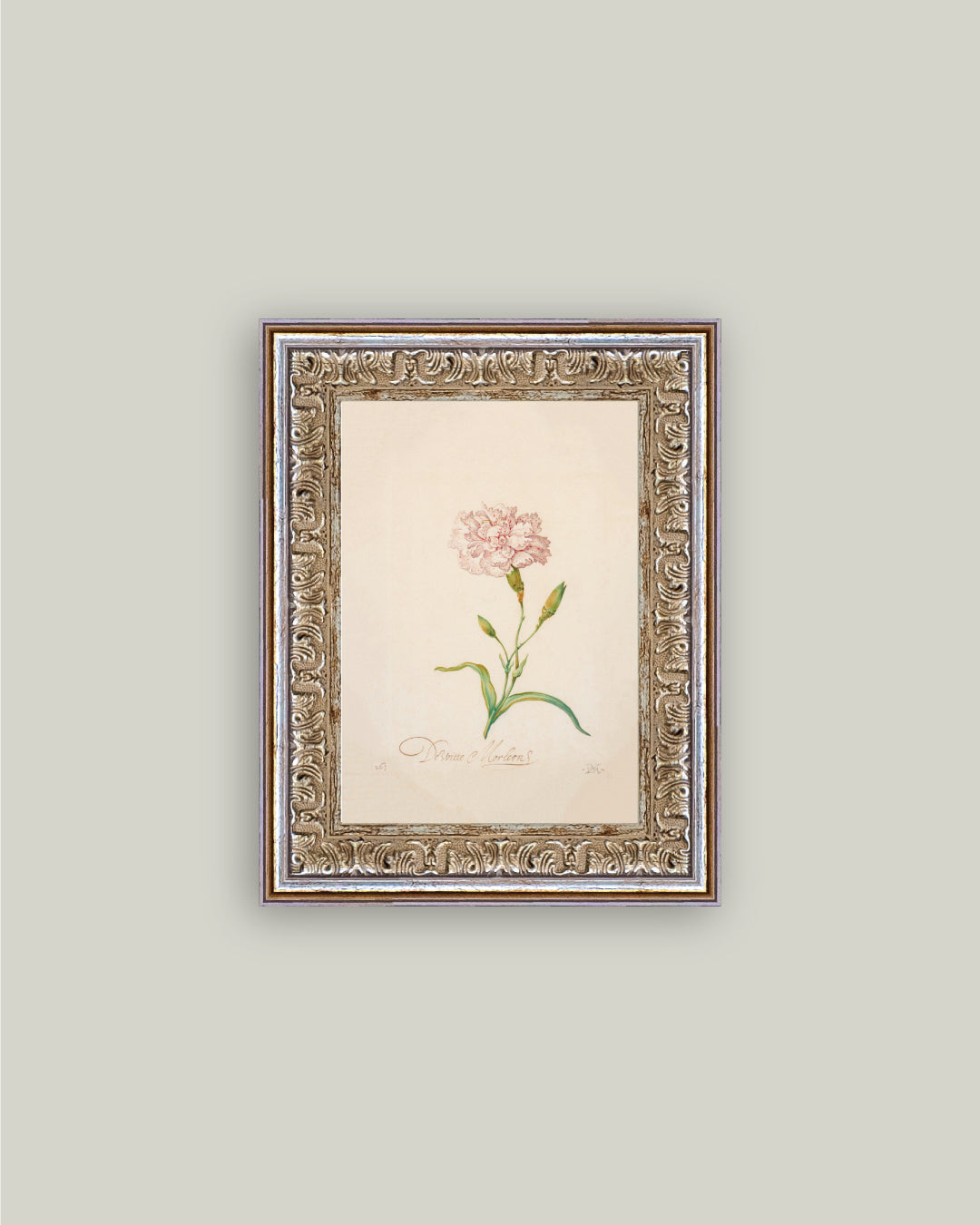 Pink Carnation