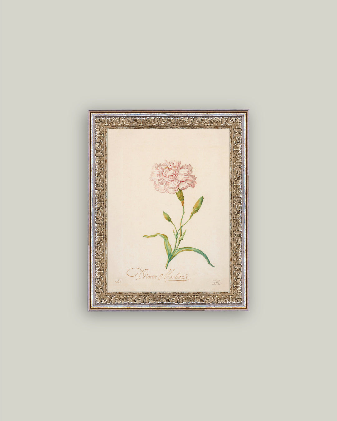 Pink Carnation