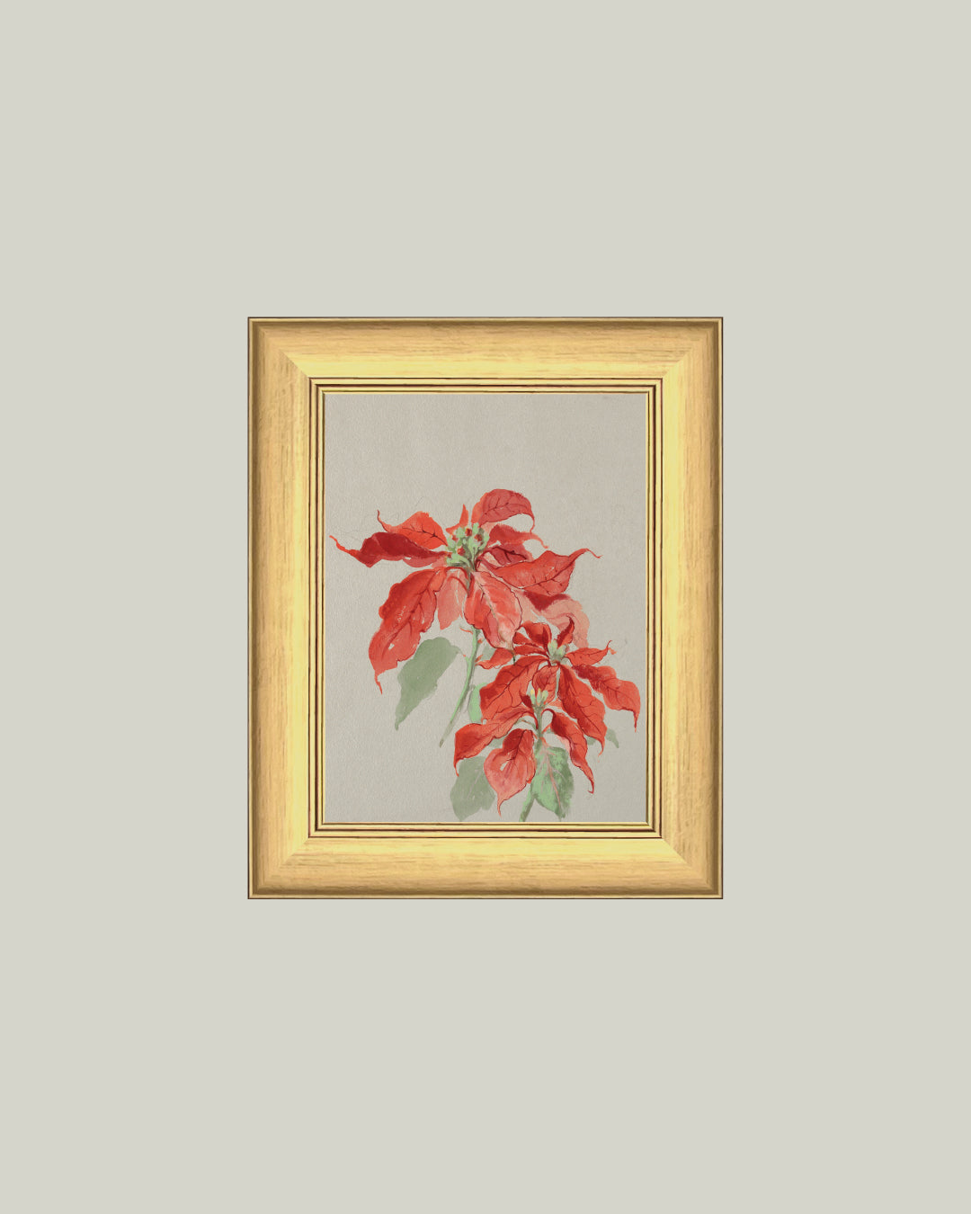 Poinsettia