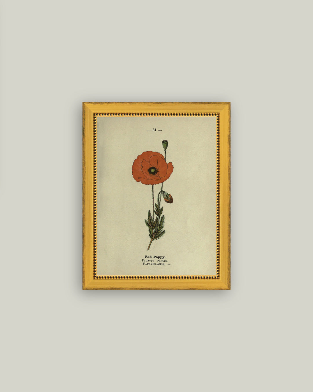 Red Poppy