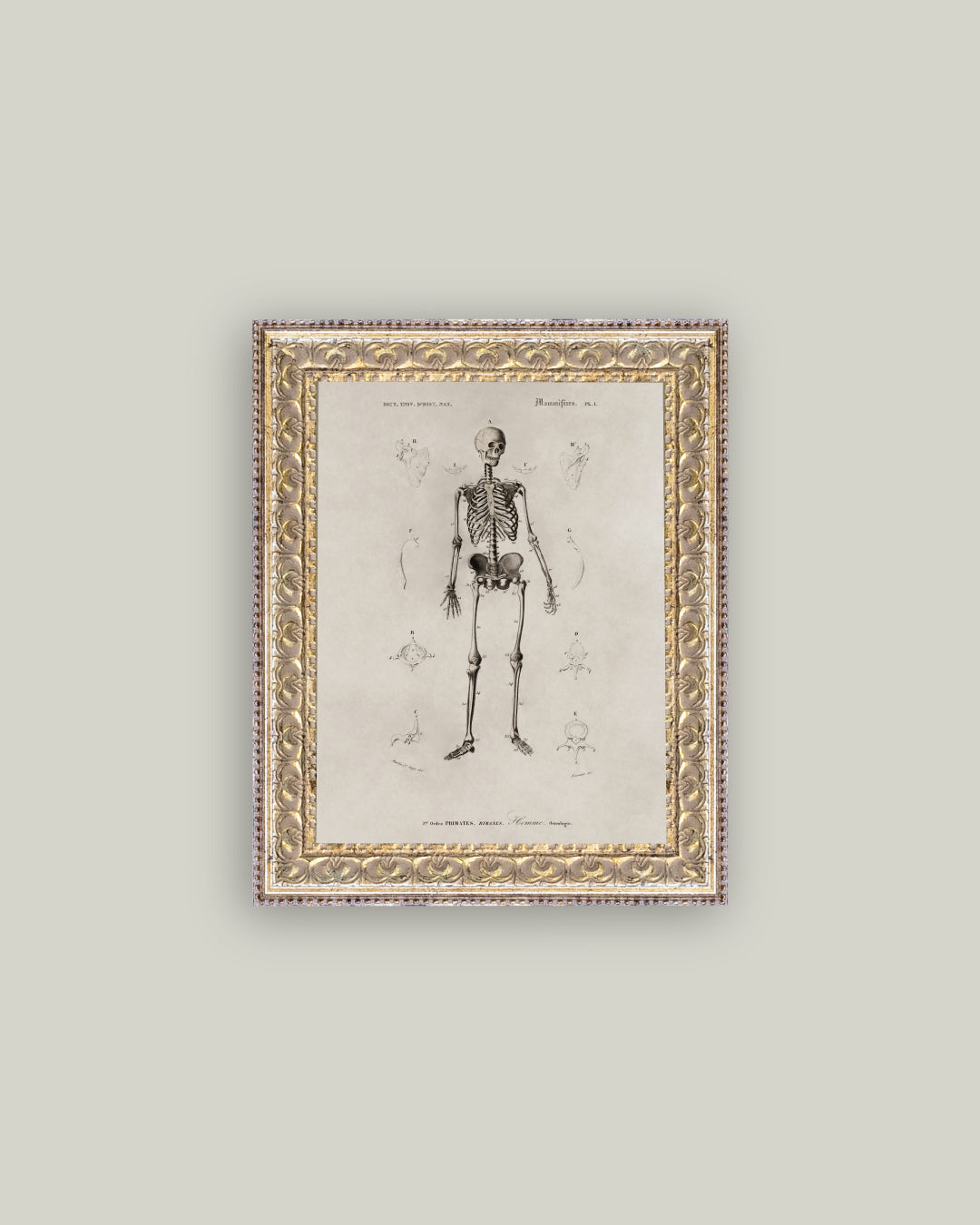 Skeleton Anatomy
