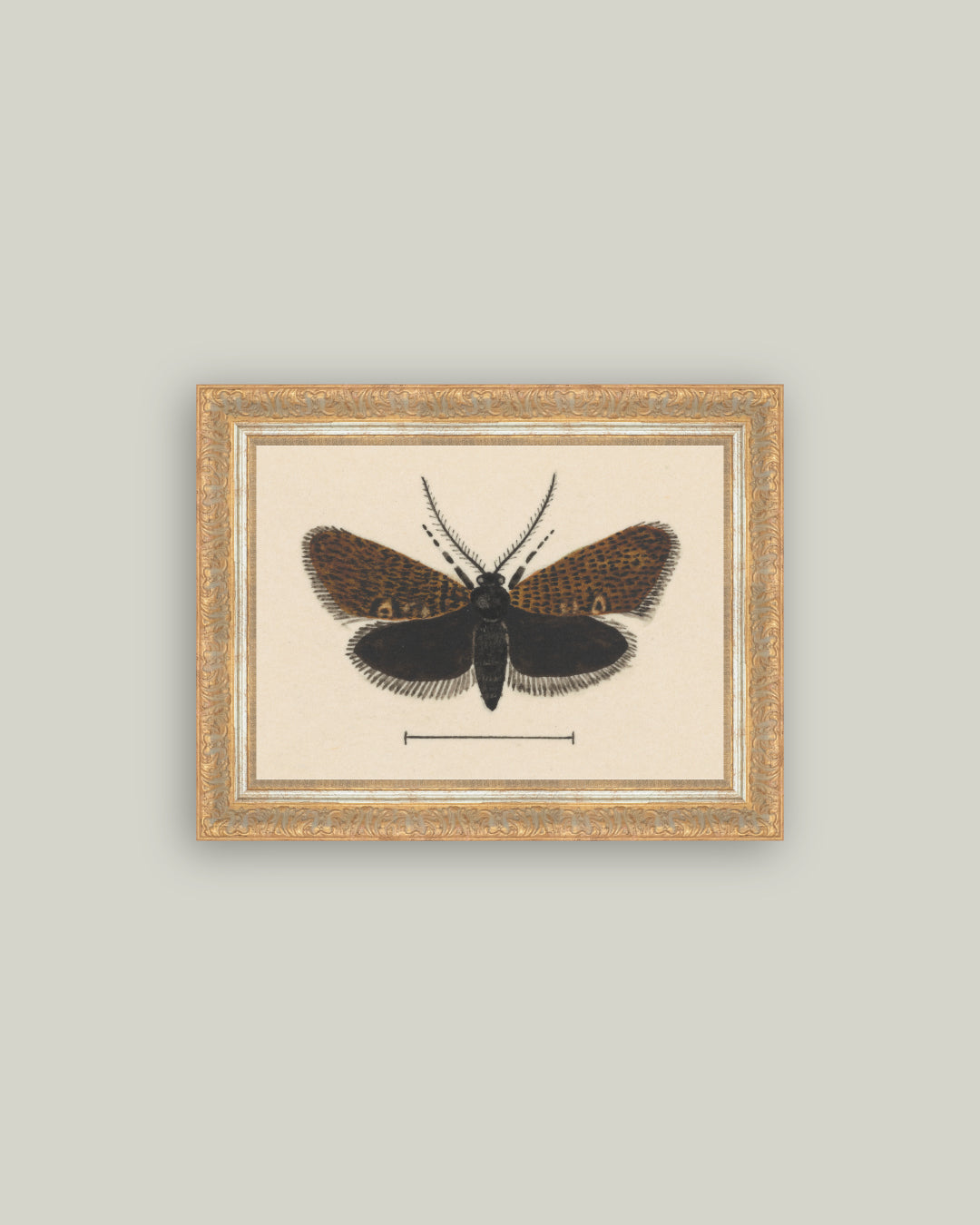 Spooky Moth