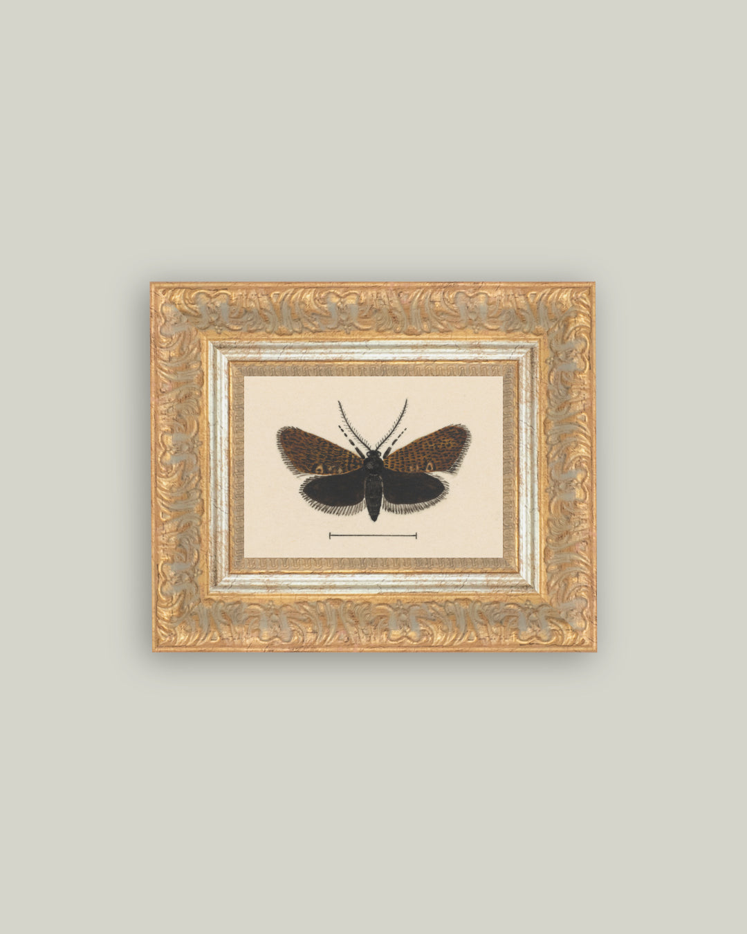 Spooky Moth