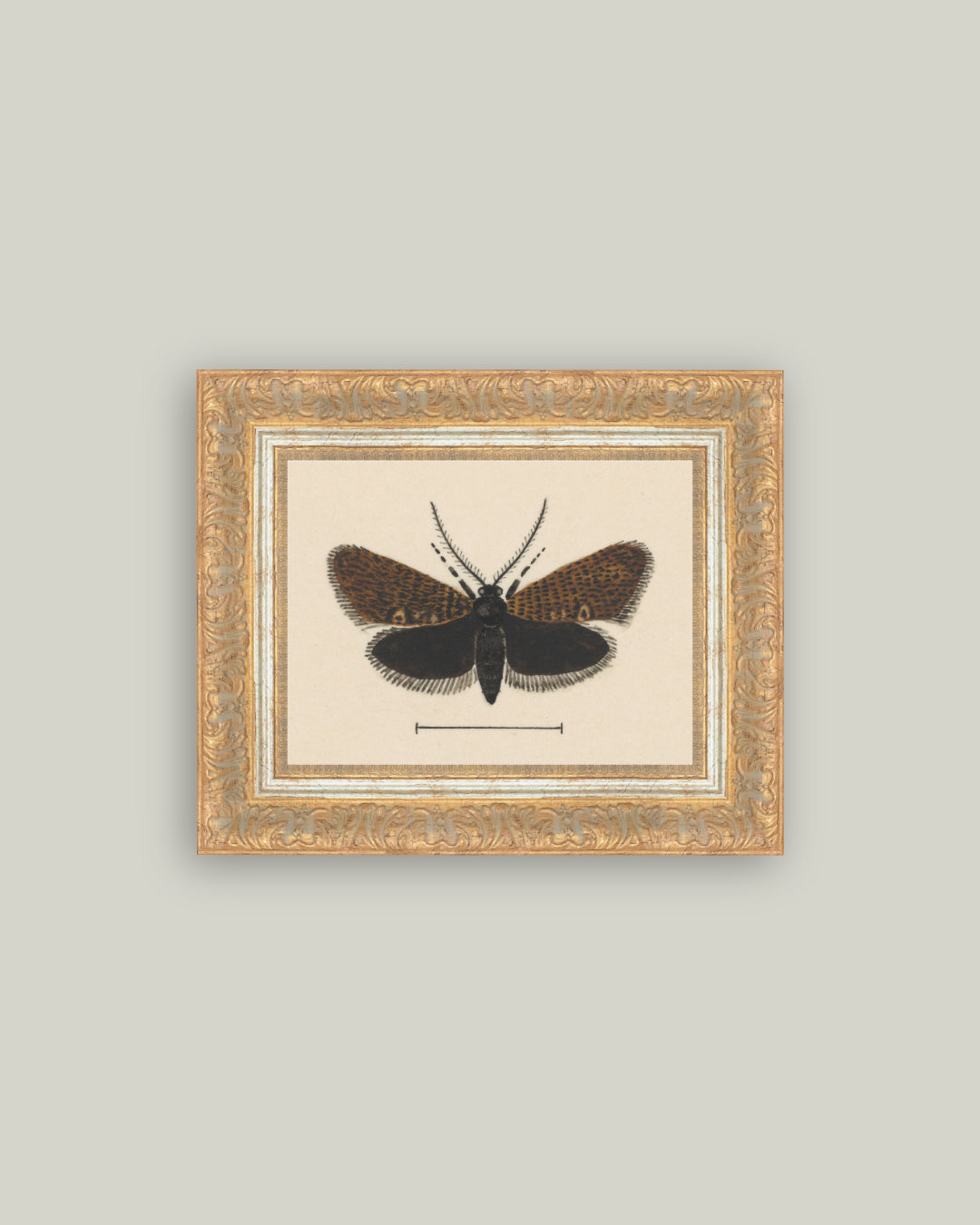 Spooky Moth