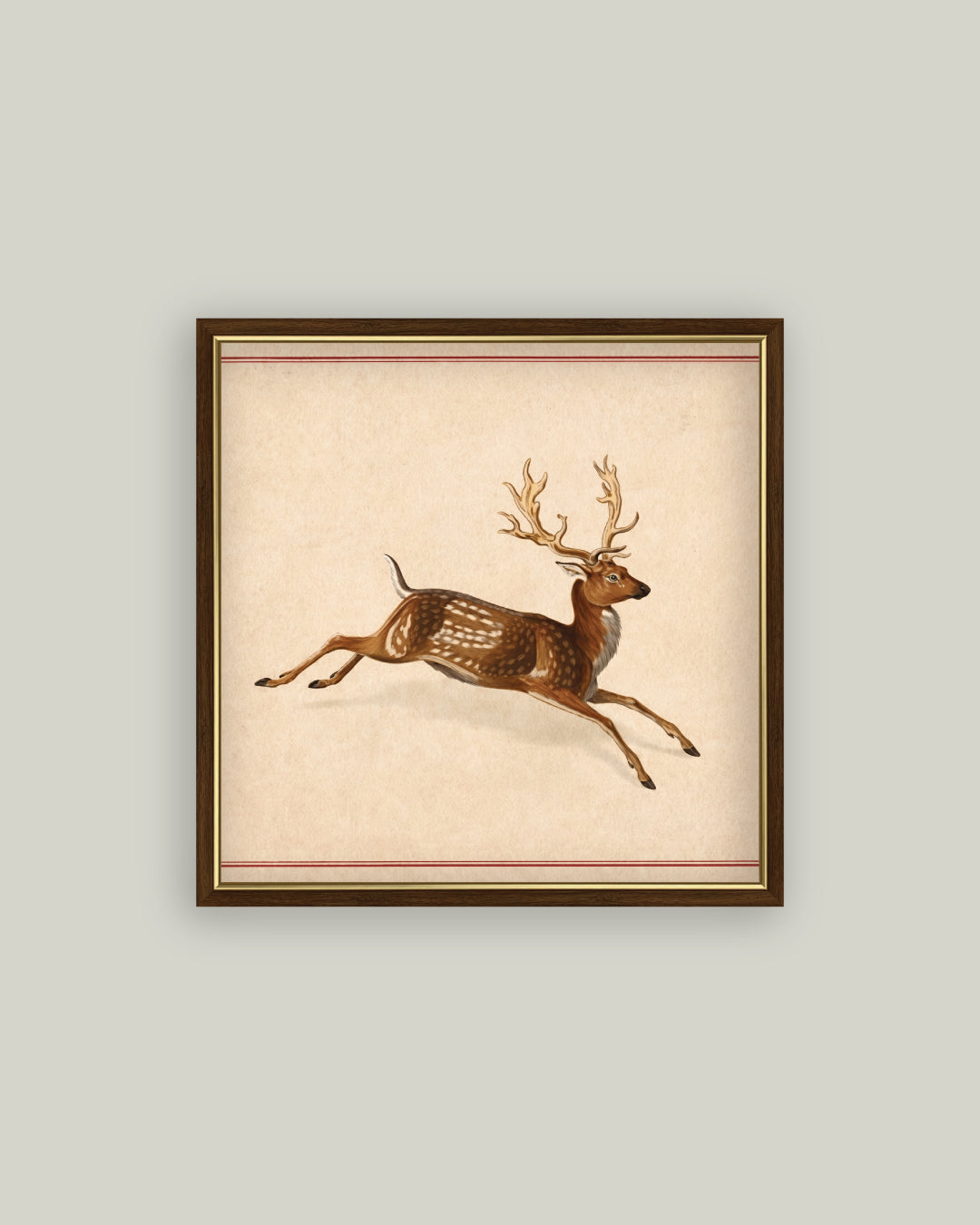 Spotted Deer