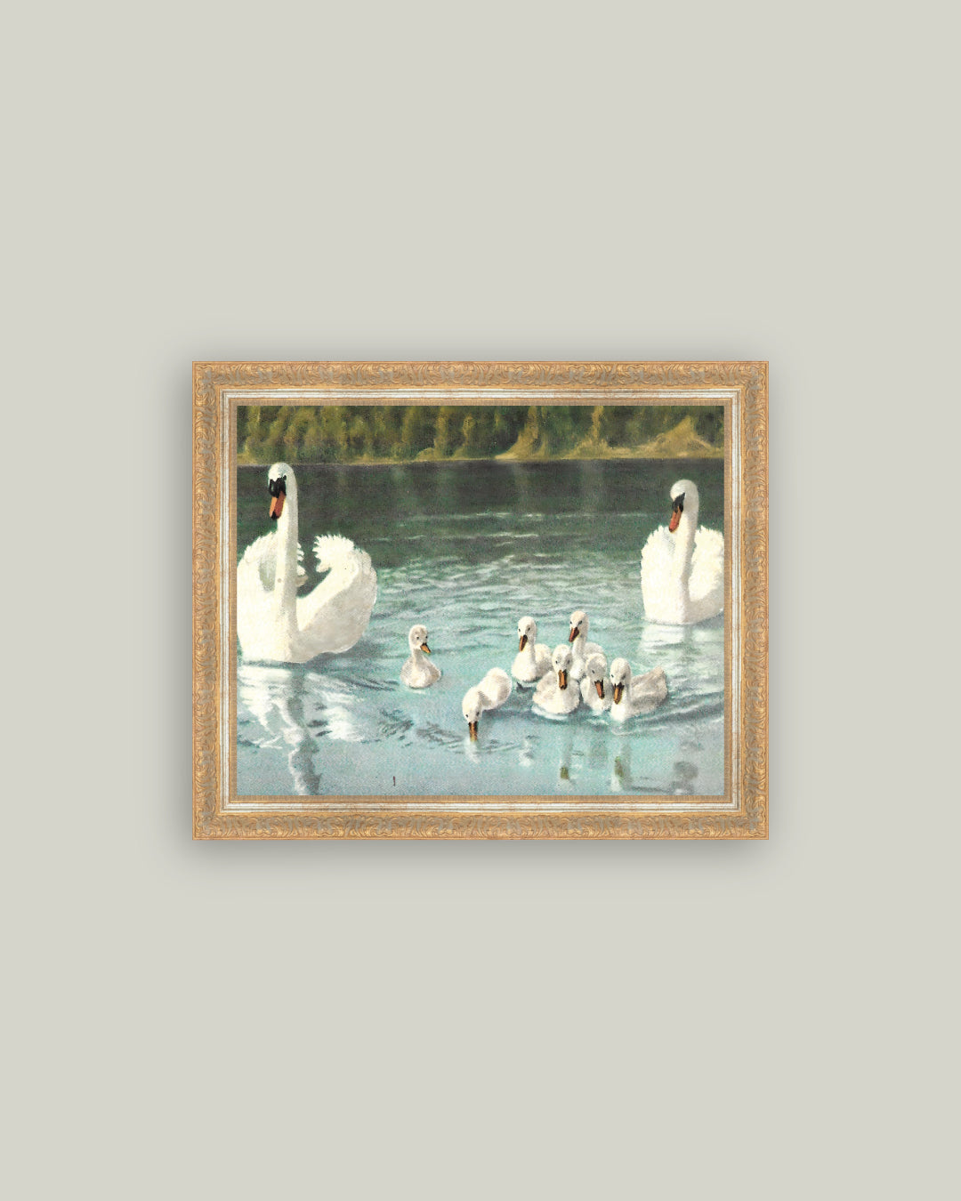 Swan Family