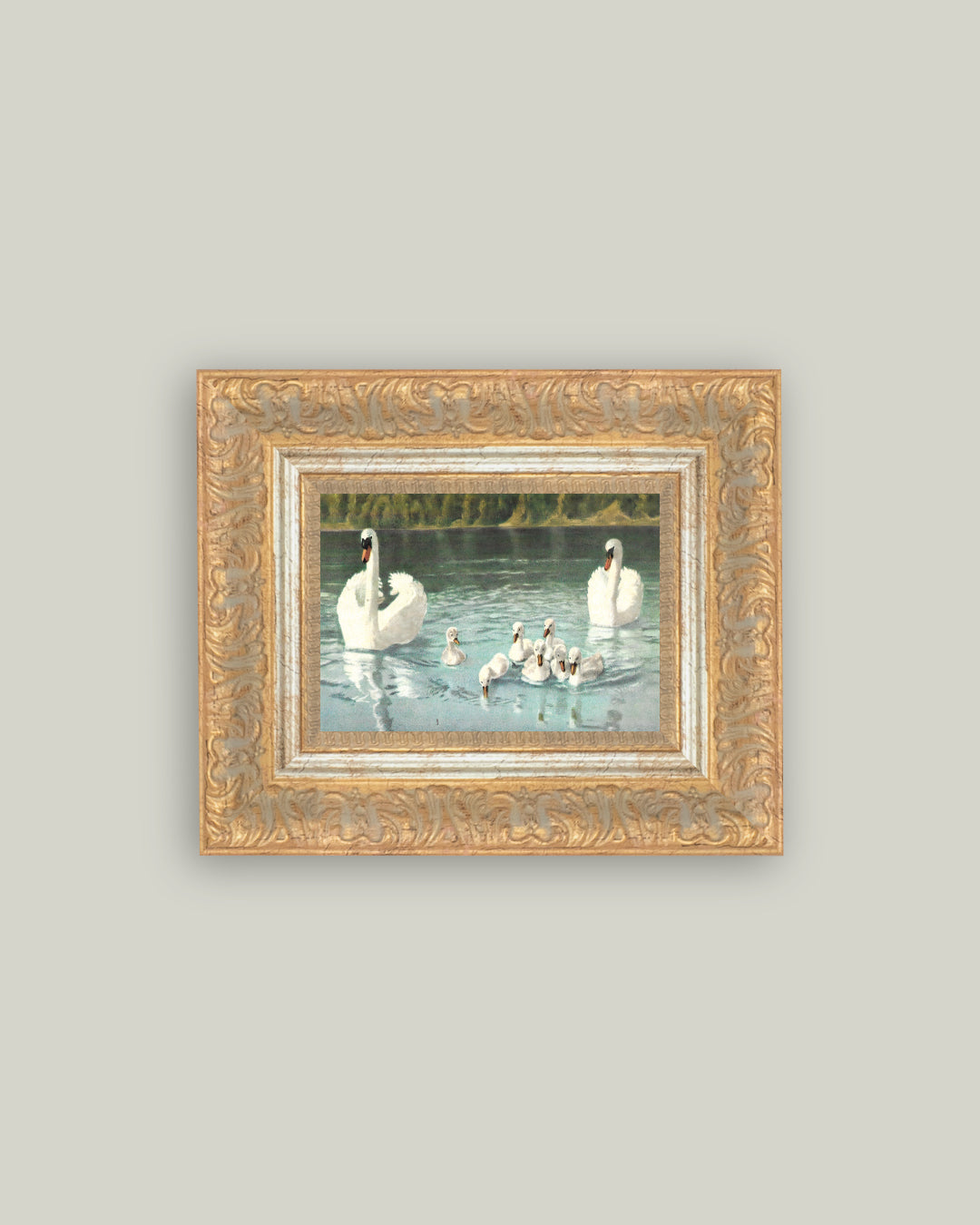 Swan Family