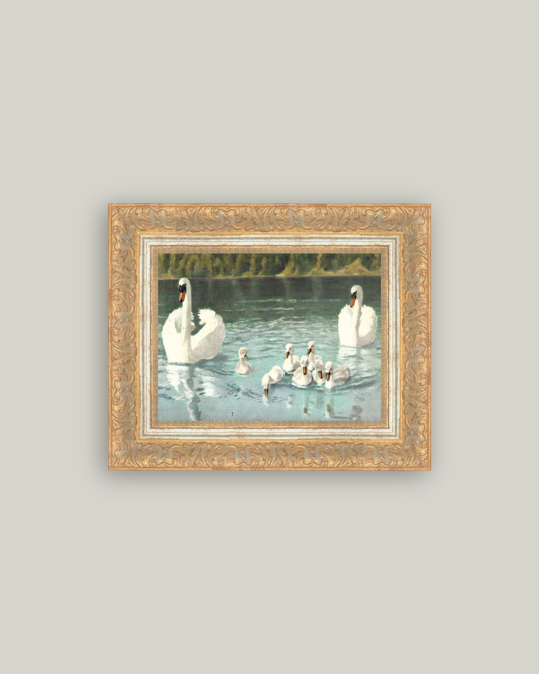 Swan Family