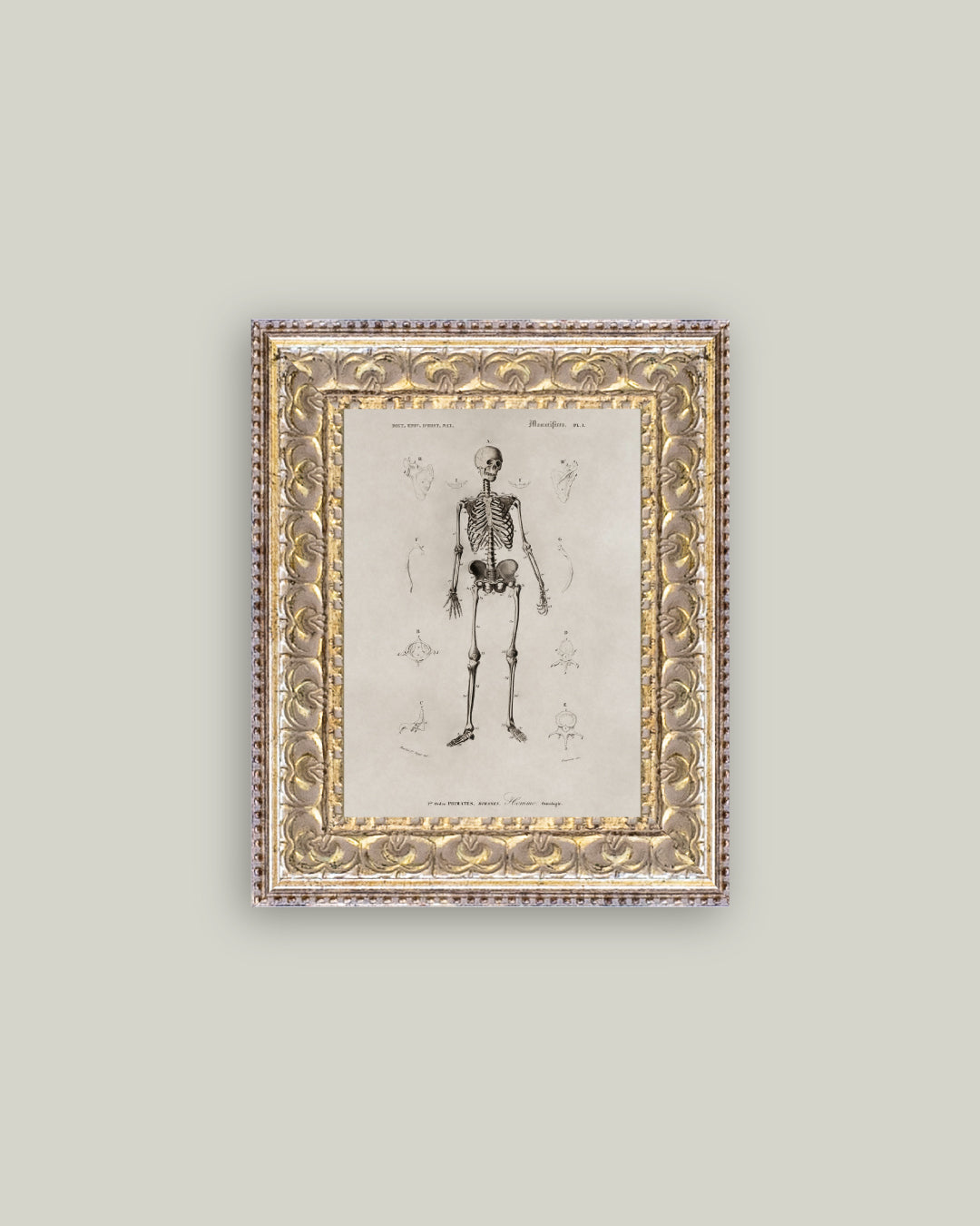 Skeleton Anatomy