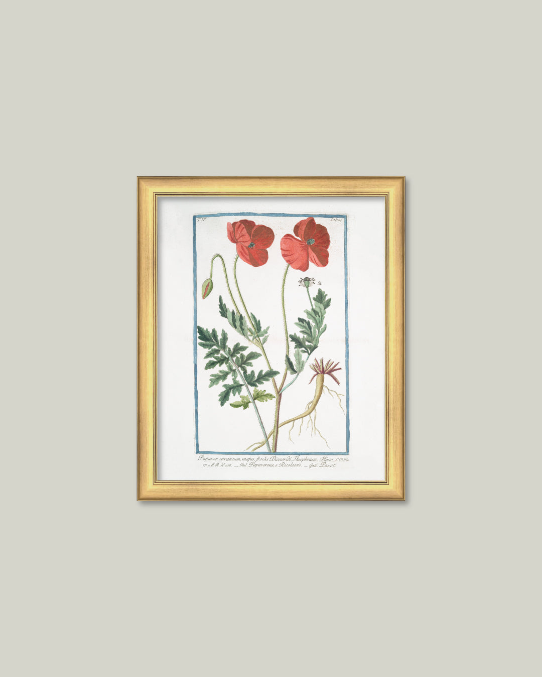 Two Poppies