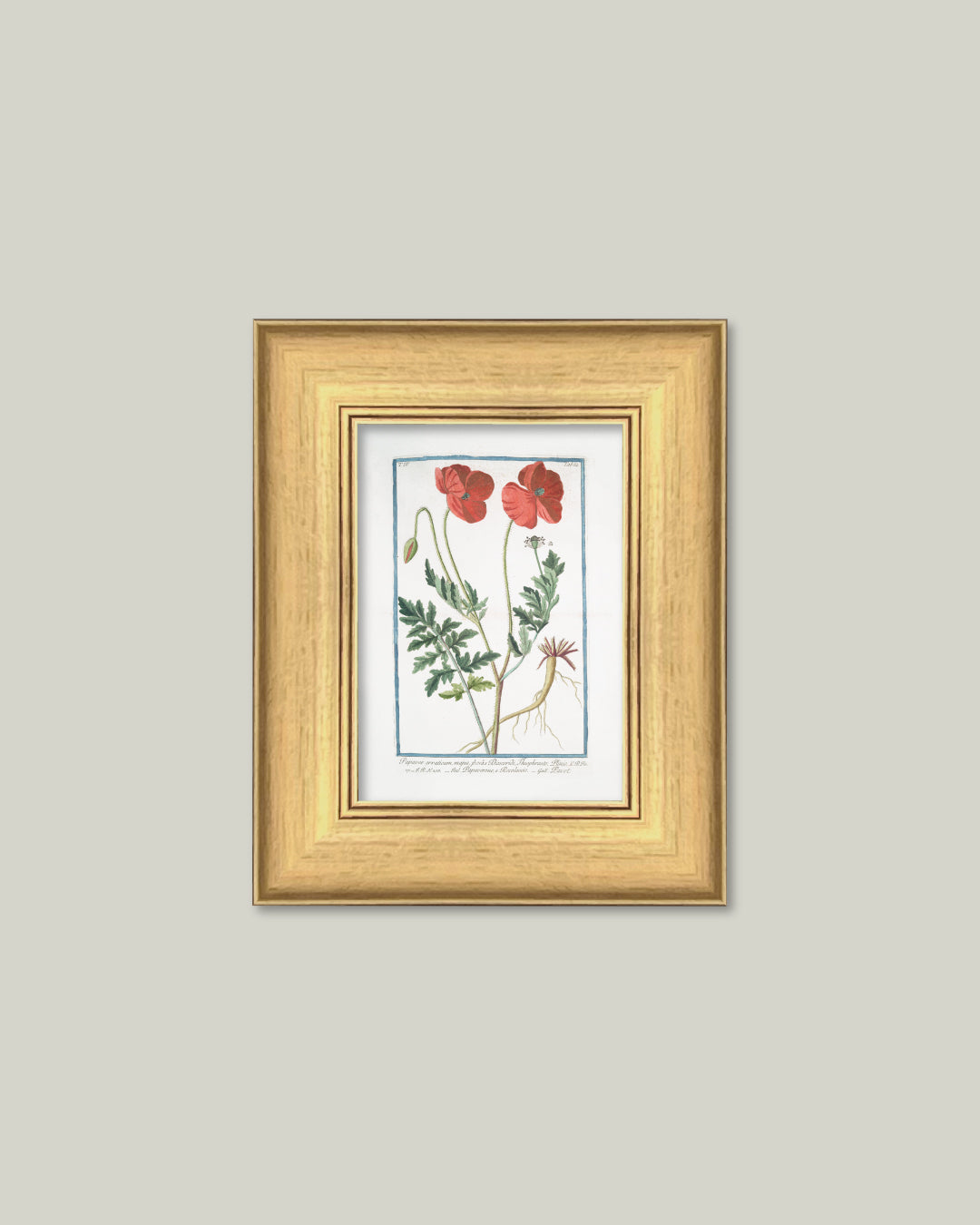 Two Poppies