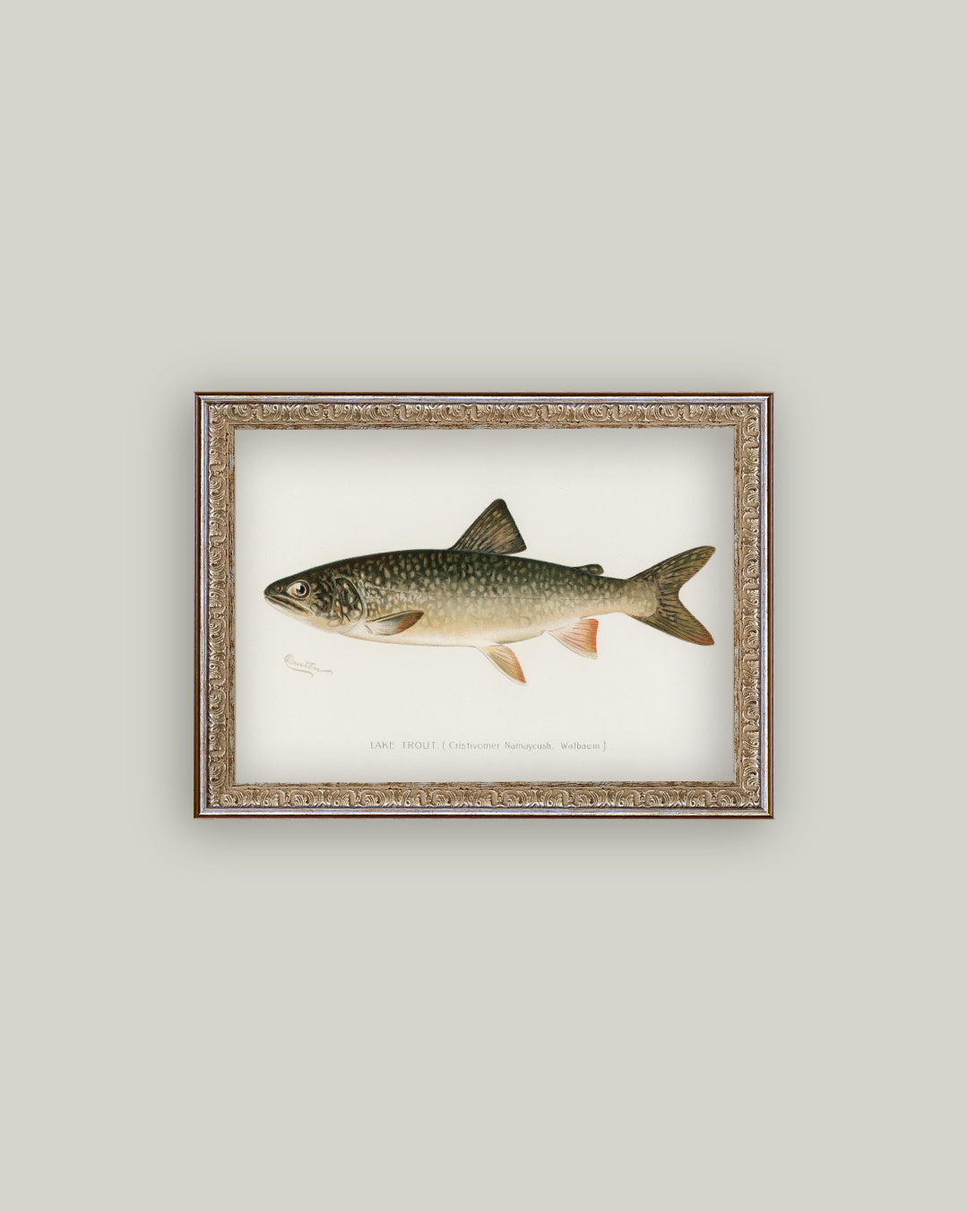 Lake Trout
