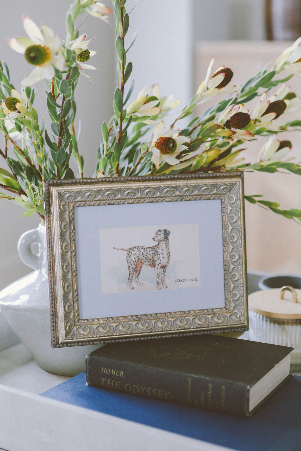 Dalmation