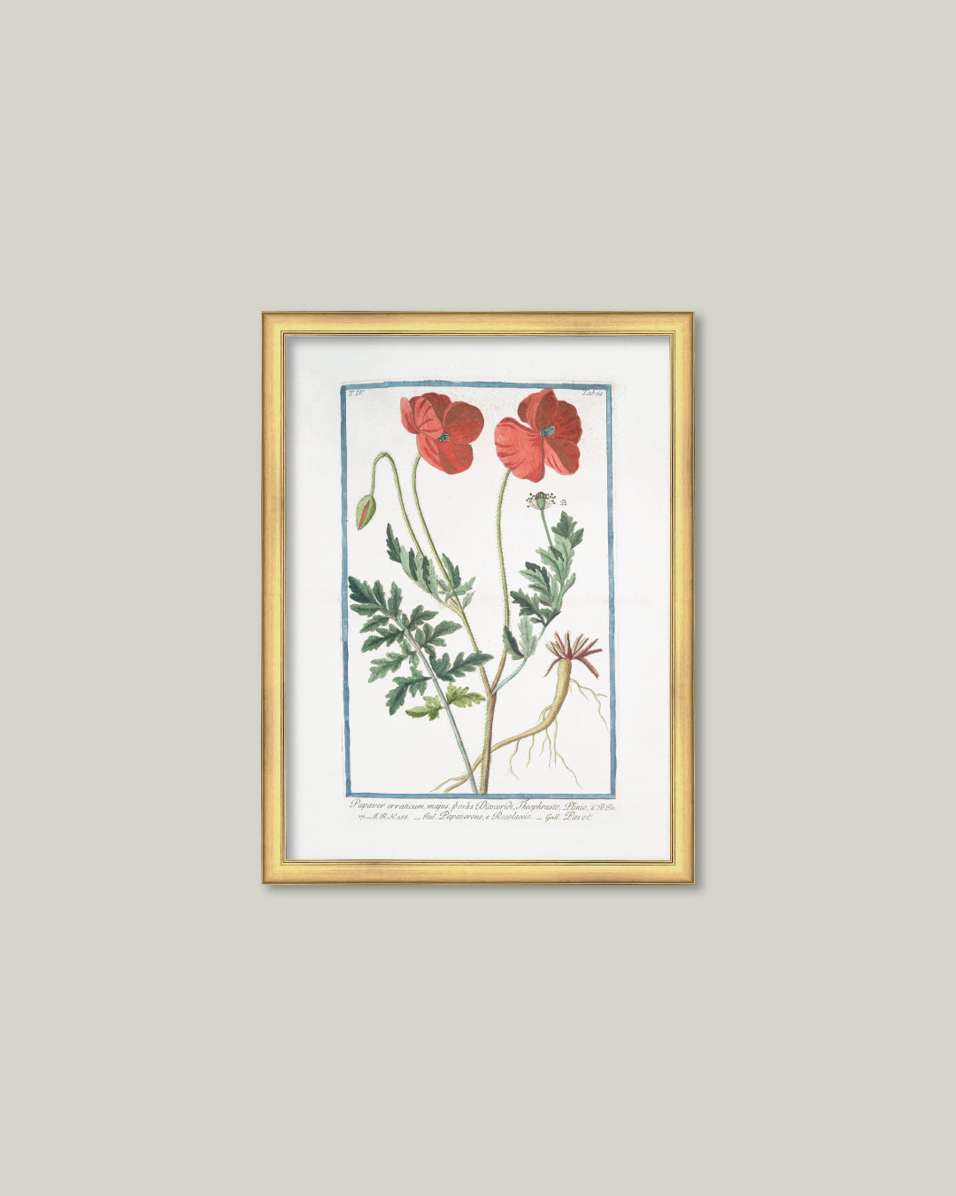 Two Poppies