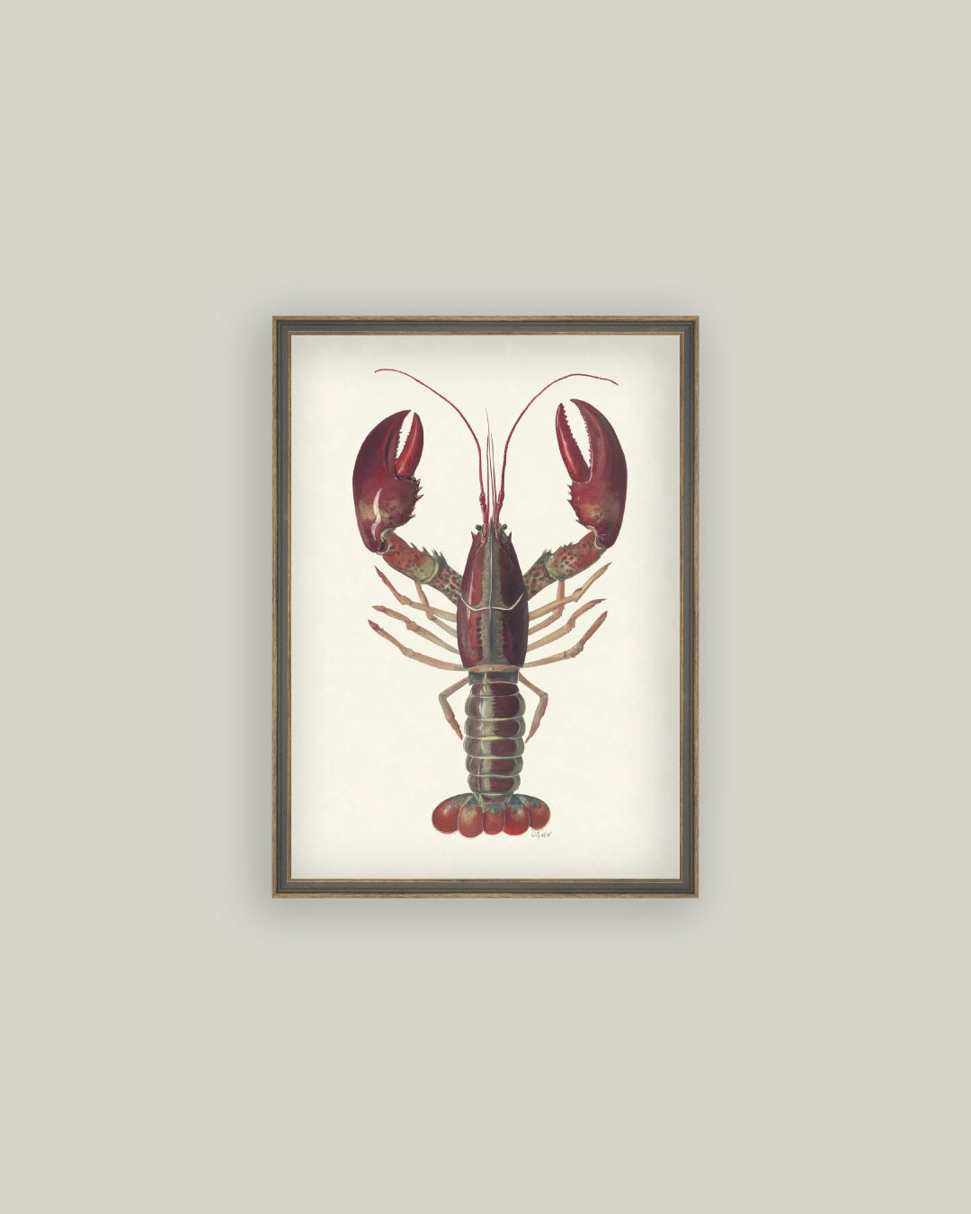 American Lobster