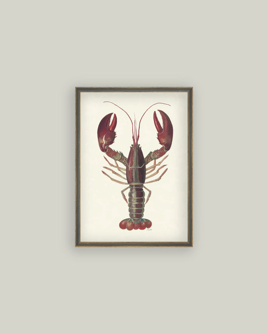 American Lobster