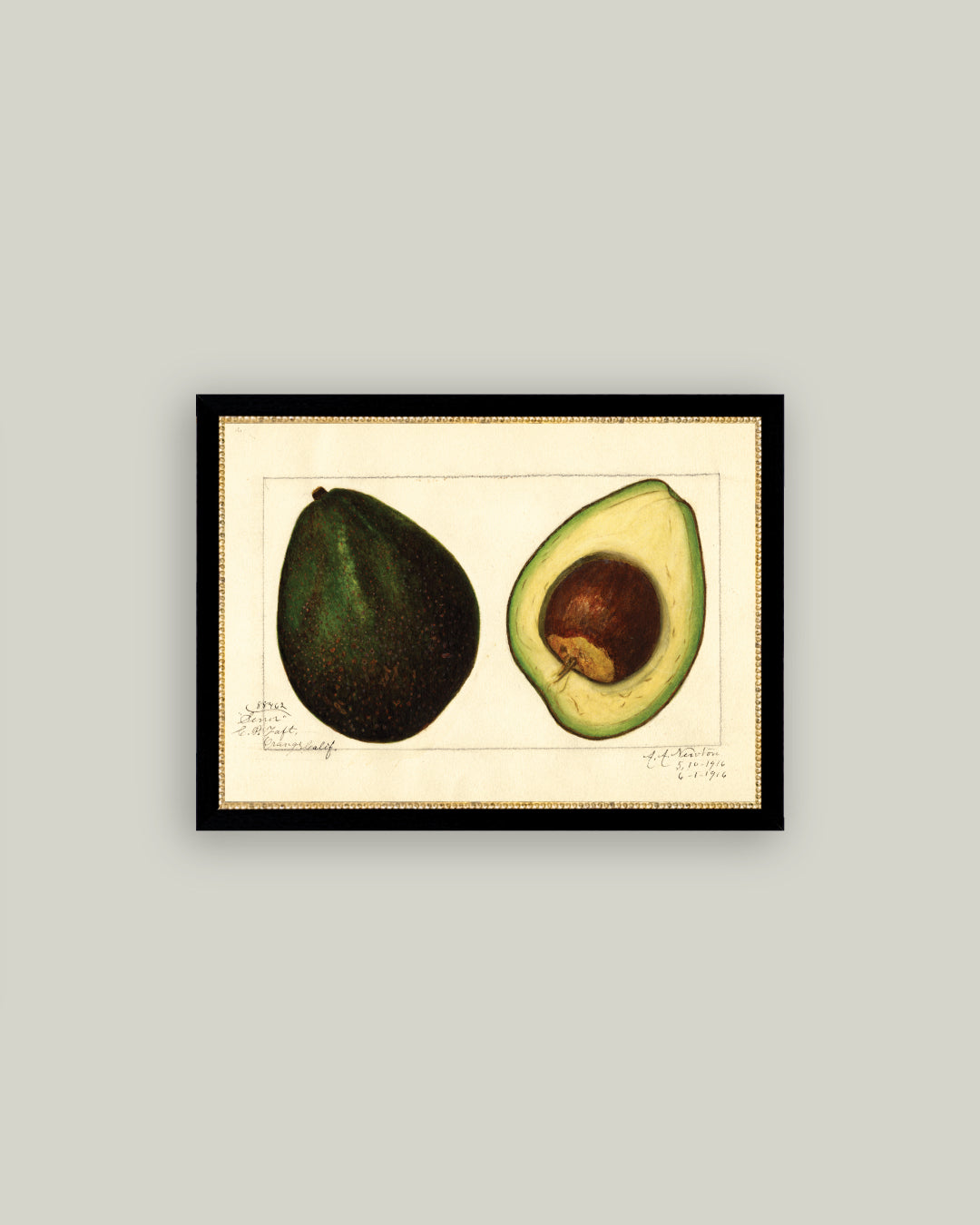 Study of Avocado