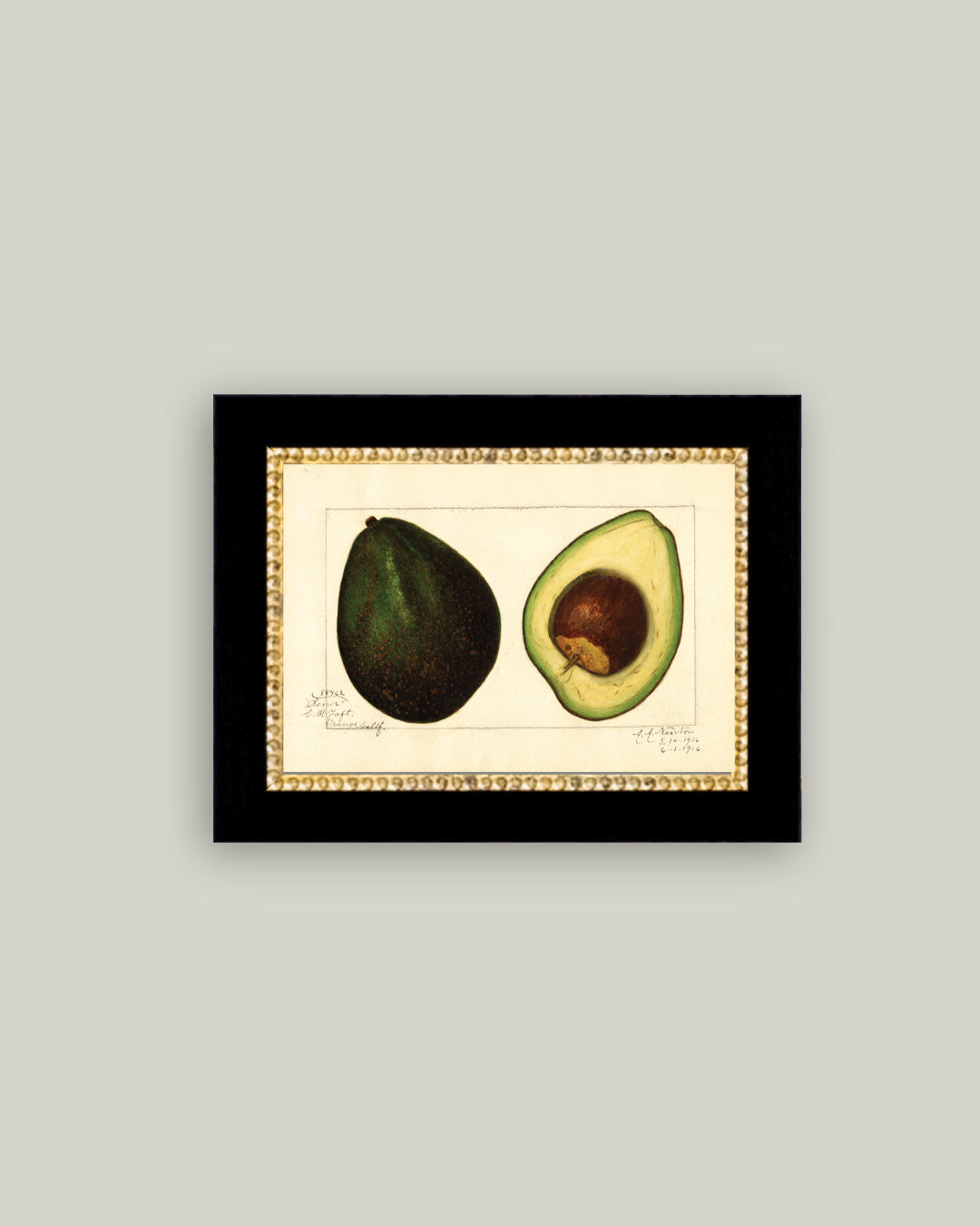 Study of Avocado