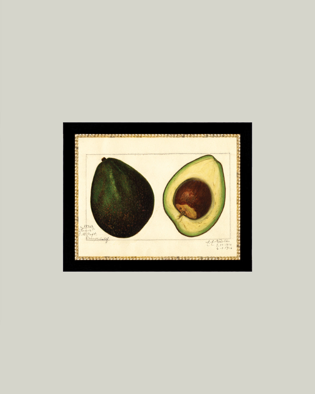 Study of Avocado