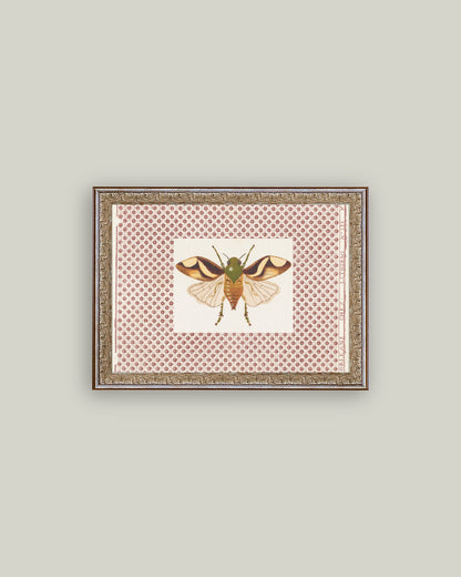 Beetle Moth