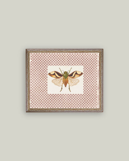 Beetle Moth