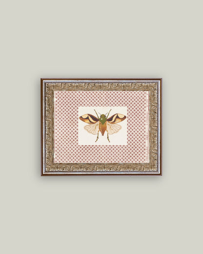 Beetle Moth