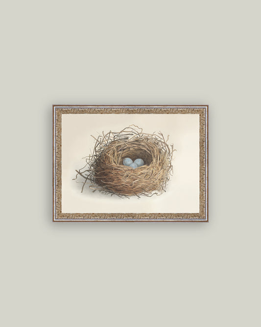 Blue Eggs in a Nest