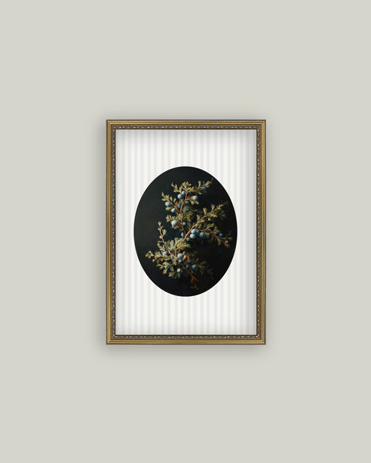 Blue Juniper Berries