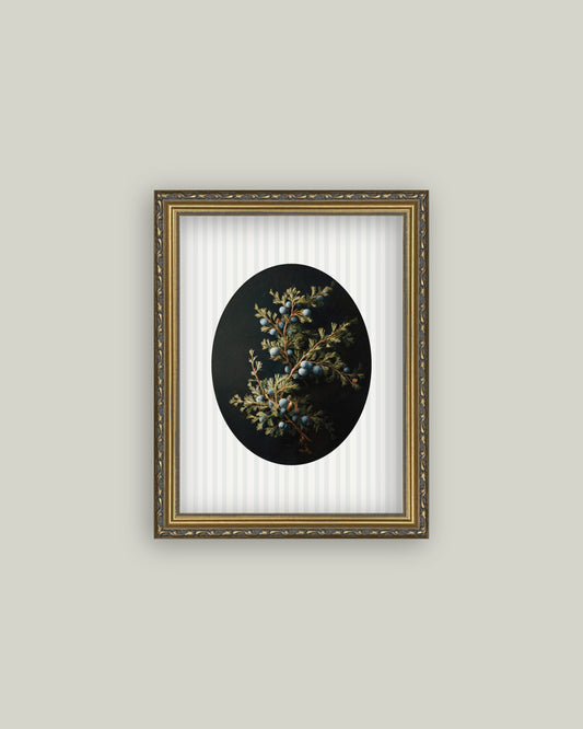 Blue Juniper Berries