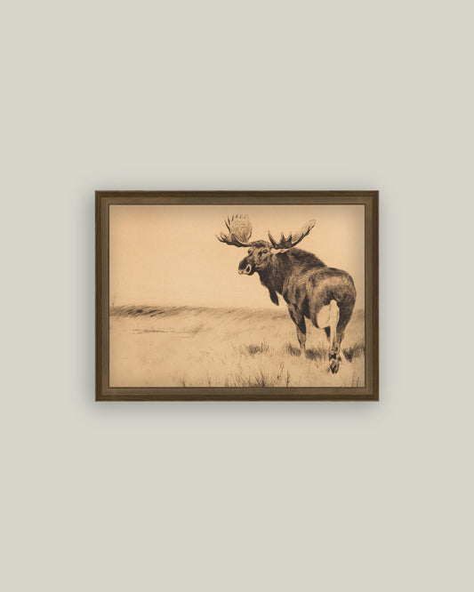 Bull Moose
