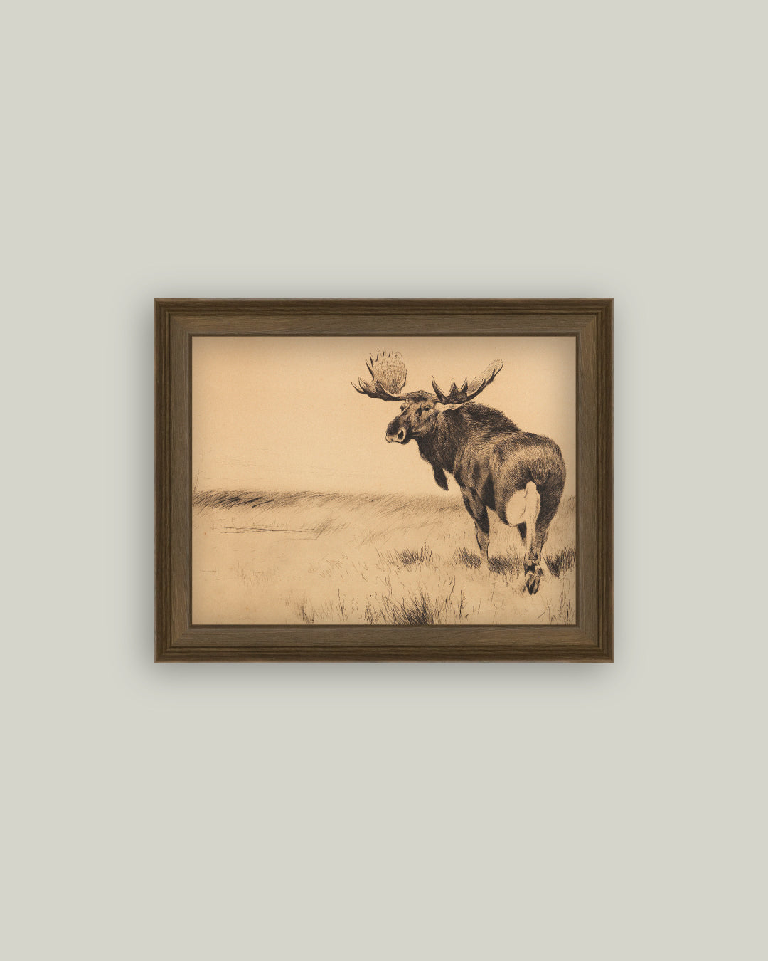 Bull Moose