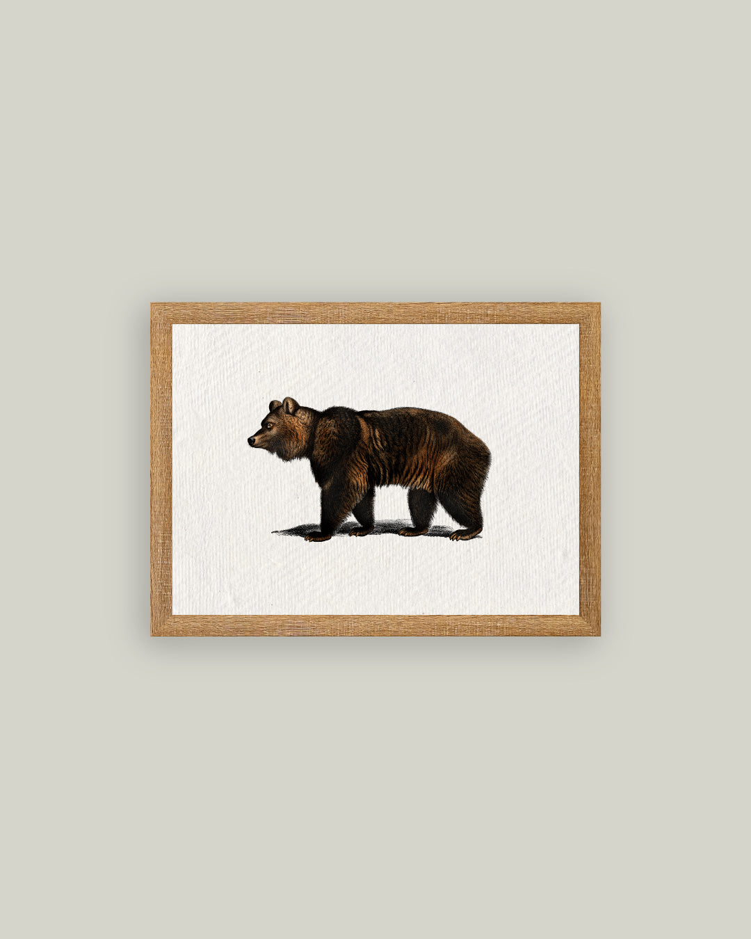 Bear