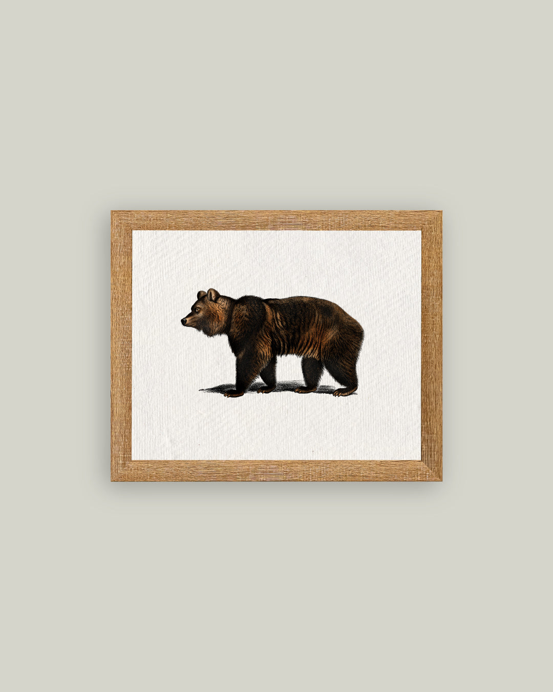 Bear